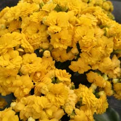 Kalanchoe Yellow flowered